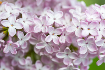 Purple lilac flowers macro background, flower background