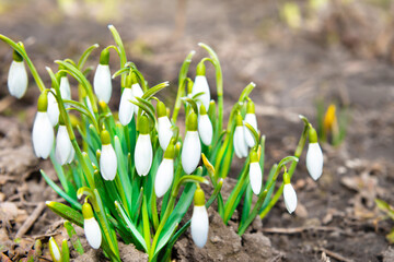Snowdrops white spring flowers, first spring flowers