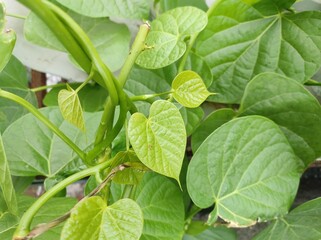 Tinospora cordifolia (common name giloy) is a herbaceous vine native to tropical regions of the Indian subcontinent. During Covid outbreak in India, it was used as a home remedy for immune support. 