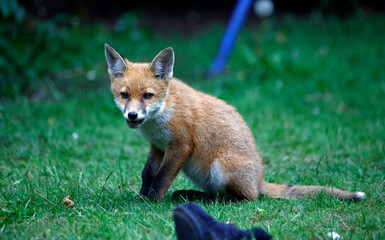 Fox cubs in the garden