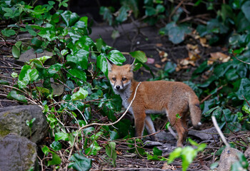Fox cubs in the garden