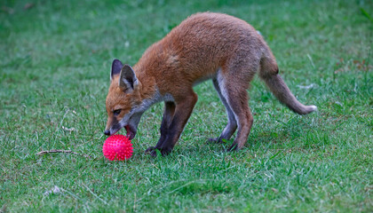 Fox cubs in the garden