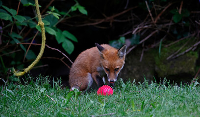 Fox cubs in the garden