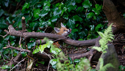Fox cubs in the garden
