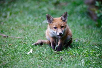 Fox cubs in the garden