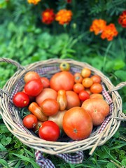 fresh tomatoes, harvested tomatoes in a basket, summer harvest, tomatoes of various sizes, small tomatoes, harvest from the garden