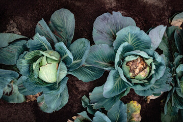 Ripe healthy cabbage and damaged cabbage by vegetable fungal diseases.