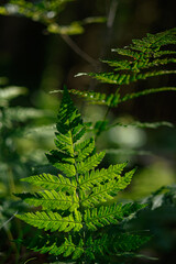 grüner Farn im hellem Waldlicht und Schatten 