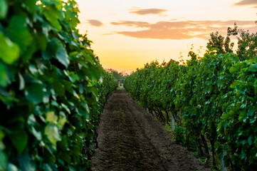 Fototapeta na wymiar Sunset over the vineyard at South Moravia region, Czech republic. Traditional wine land. |Colorful sunset, dramatic clouds.