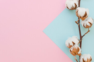 pink rose on a white background