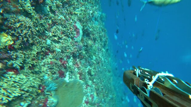 Pov of underwater hunter shooting big cavalla fish with underwater gun. Undersea fisherman watches flock of fish and shoots harpoon. Moment catching fish while spearfishing. Wide angle lens. fishing.