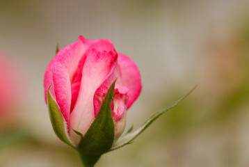 Dark pink rose buds (bokeh background, macro lens used, strobe + natural light, close-up photo)