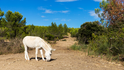 Ane blanc dans la nature