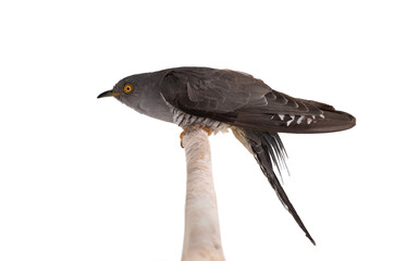 Cuckoo on a tree branch isolated on white background