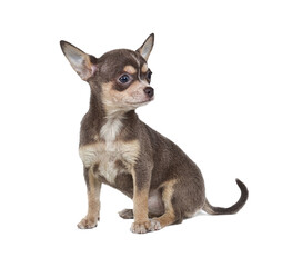 Chocolate and white Chihuahua puppy, 8 weeks old, standing in front of white background