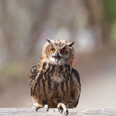 beautiful owl sitting on a tree