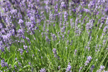 Lavender flowers in field. Soft focus, close-up macro image with blurred background.