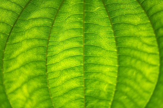 Bright green translucent leaf of a tropical rainforest plant. Macro close up with delicate structures and veins, midrip and petioles backlit by sunlight. Organic background colored by chlorophyll.
