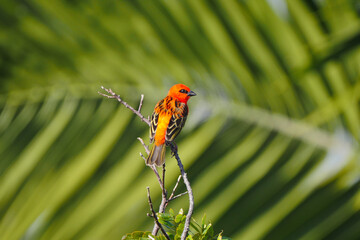 Multicolored red bird perching in natural environment 