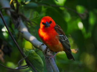 Close-up of a red orange bird perching under tree