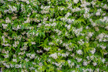 Selective focus of pure white fragrant flowers Star jasmine creeping on the wall, Trachelospermum...