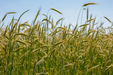 Selective focus of young green barley (gerst) on the field in countryside, Hordeum vulgare, Texture of soft ears of wheat in the farm under blue sky, Agriculture industry, Nature pattern background.