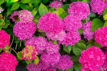 Selective focus of Hydrangea in the garden, Bushes of purple pink ornamental flower with green leaves, Hortensia flowers are produced from early spring to late autumn, Natural floral background.