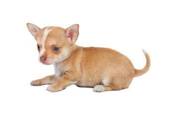 portrait of a cute purebred puppy chihuahua in front of white background
