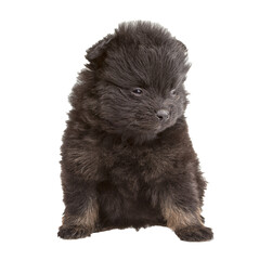 Obraz premium Portrait of pomeranian spitz