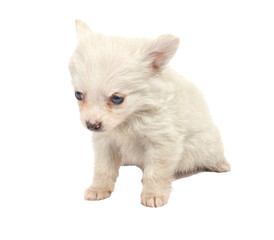Ridiculous white spitz-dog on a white background