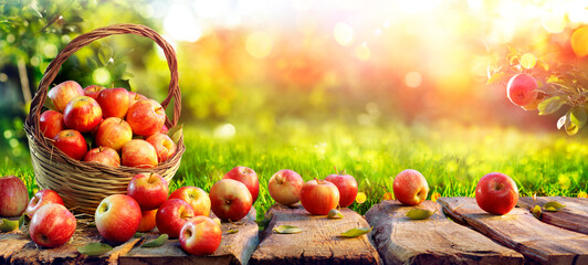 Red Apples On Table In Basket In The Sunny Green Orchard - Harvest Concept