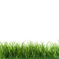 Obraz premium grass isolated