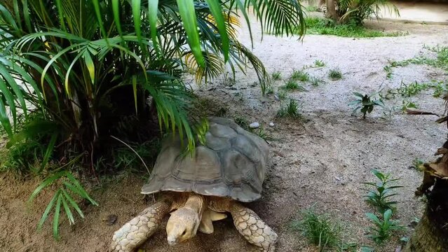 The African Spurred Tortoise or Geochelone sulcata is the largest land tortoise species in the world