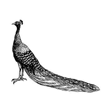 Black and white peacock bird with long tail vector graphic illustration. Tropical nature realistic detailed ink clipart
