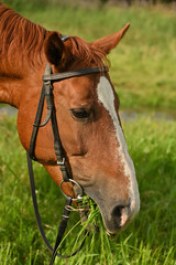 A brown horse with a white stripe on its head grazes on green grass