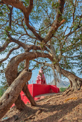 Buddhist temple, red colors, tree. India