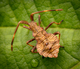 Macrophotography of a Dock Bug nymph (Coreus marginatus) on a green leaf. Extremely close-up and details.