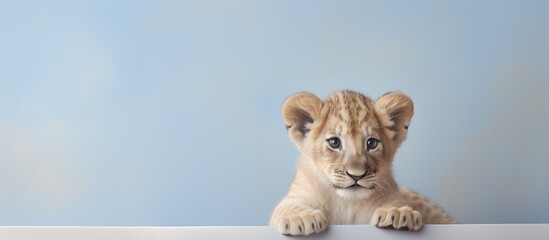 Lion cubs growth captured on isolated pastel background Copy space from 3 to 9 months