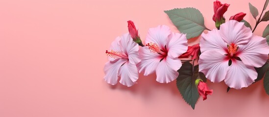 Chinese hibiscus also called China rose is seen on a isolated pastel background Copy space