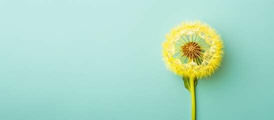 Isolated green dandelion flower against isolated pastel background Copy space represents spring...