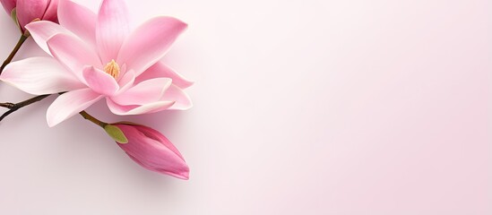 Isolated pink magnolia flower on a isolated pastel background Copy space full depth of field