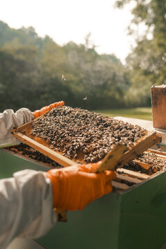 Beekeeping suit, honey bees, beekeeper, bee keeper, wooden bee boxes, hives, farming,