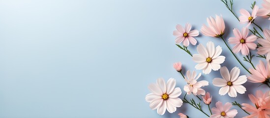 Bellflowers on a isolated pastel background Copy space