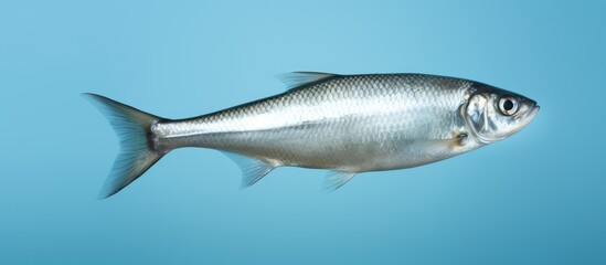 Obraz premium Herring on a bun isolated pastel background Copy space