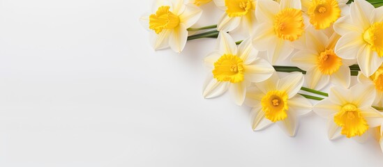 Daffodils on isolated pastel background Copy space