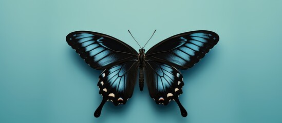 Black archduke butterfly on a isolated pastel background Copy space