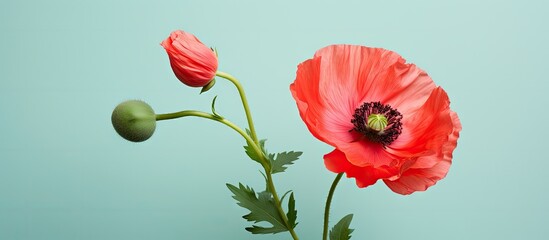 Isolated isolated pastel background Copy space macro of vibrant red oriental poppy flower with green leaves