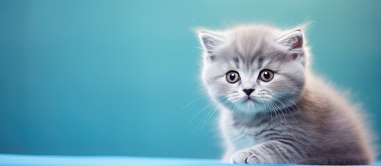 Enchanting eyed British Shorthair kitten is adorably captivating isolated pastel background Copy space