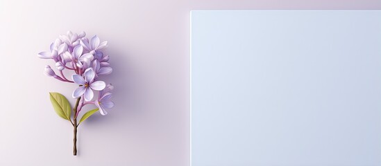 lilac flower on isolated pastel background Copy space