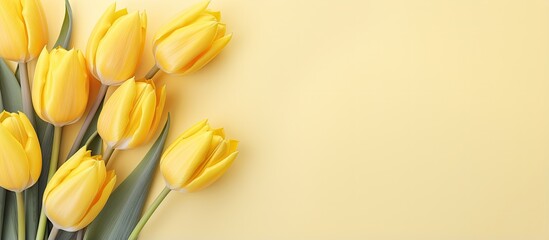 Yellow tulips isolated pastel background Copy space